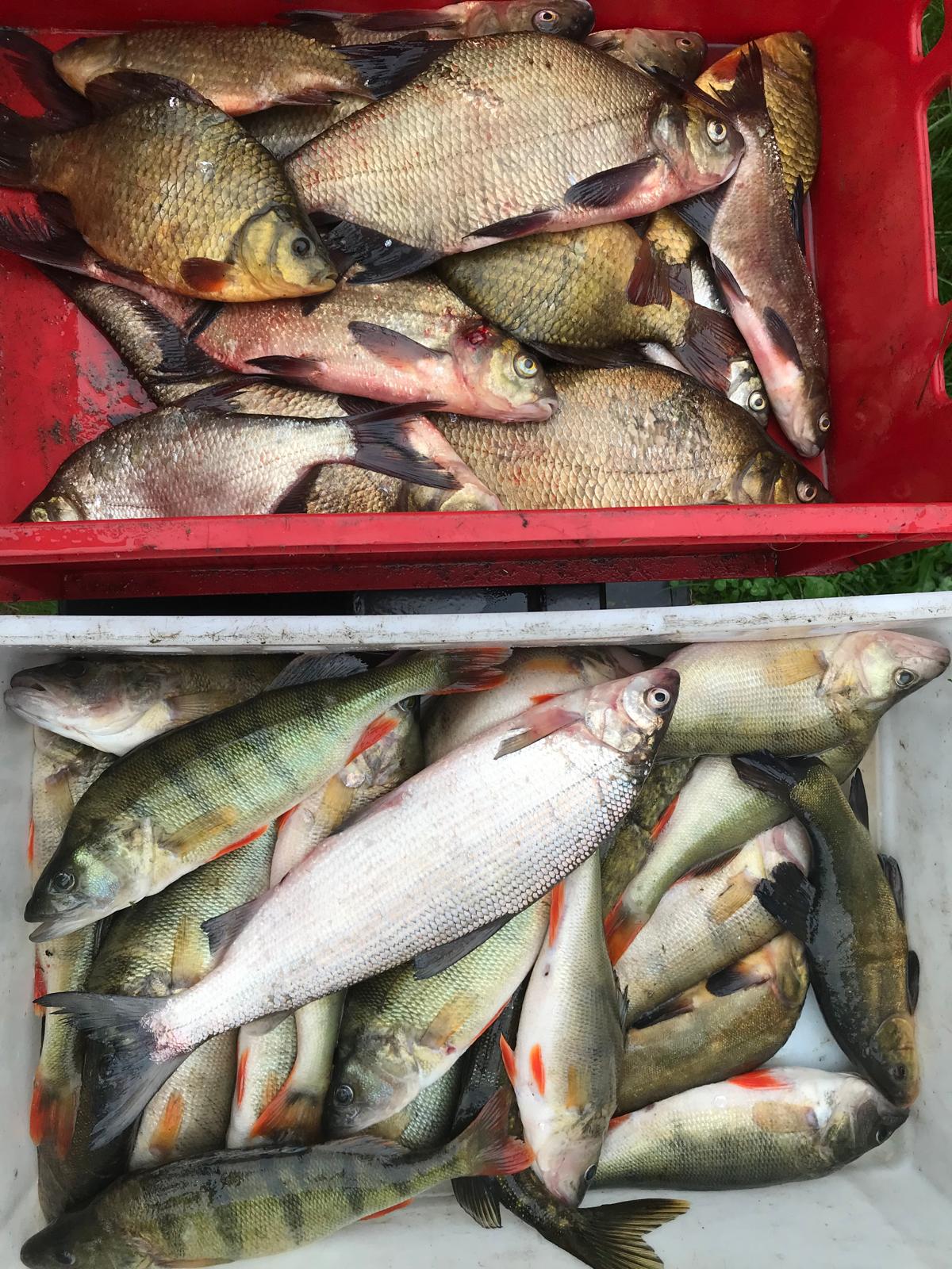 Crates with bream and perch from the catch