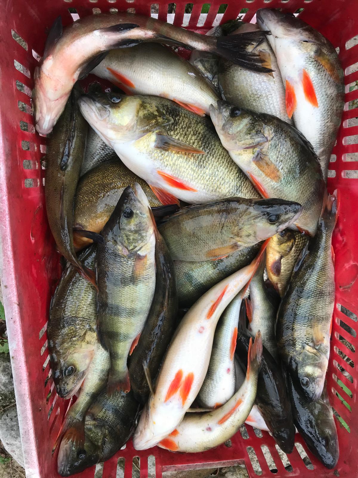 Basket with a mixed lake fish catch