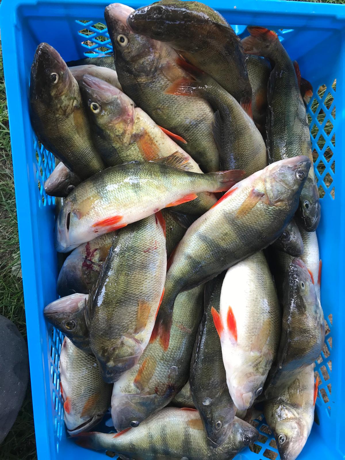 Perch catch from Lake Białe