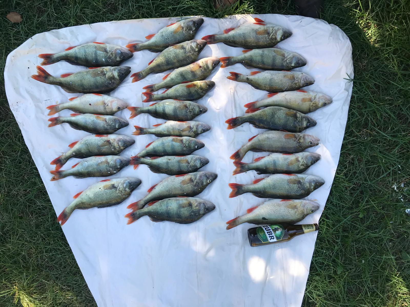 Perch laid out after fishing by the lake shore