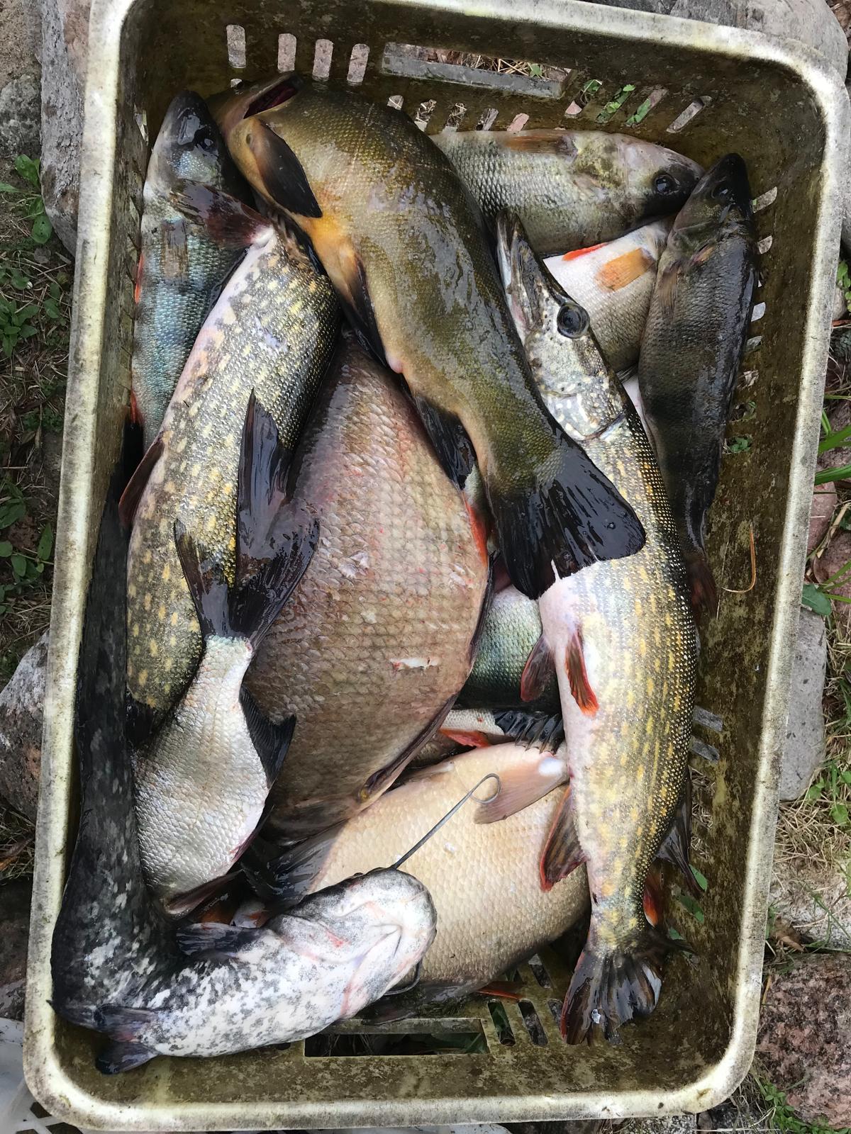 Basket of fish from the lake: pike, tench and bream